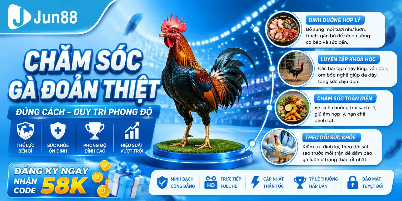 Chế độ luyện tập và chăm sóc giúp gà đoản thiệt duy trì phong độ