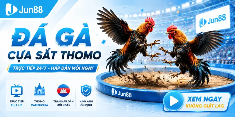 Những trận đá gà cựa sắt Thomo được phát sóng trực tiếp mỗi ngày