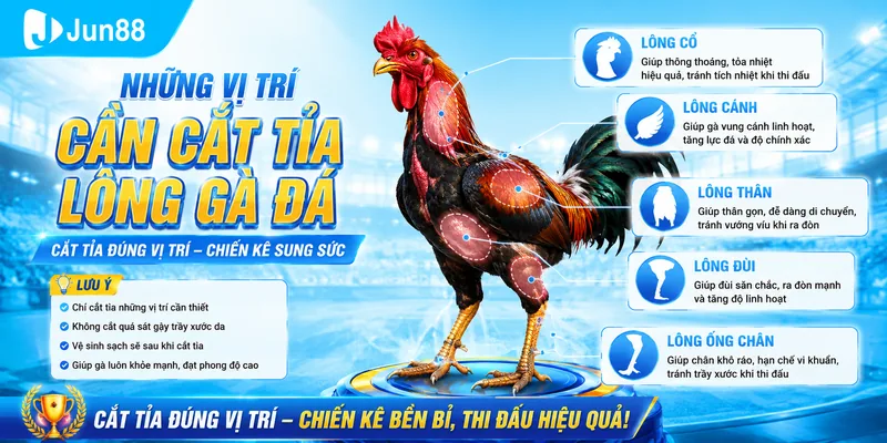 Một số vị trí quan trọng cần cắt tỉa lông cho chiến kê